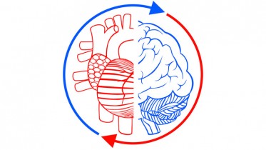Communication Brain and Heart